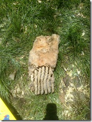 Bees Nest 1